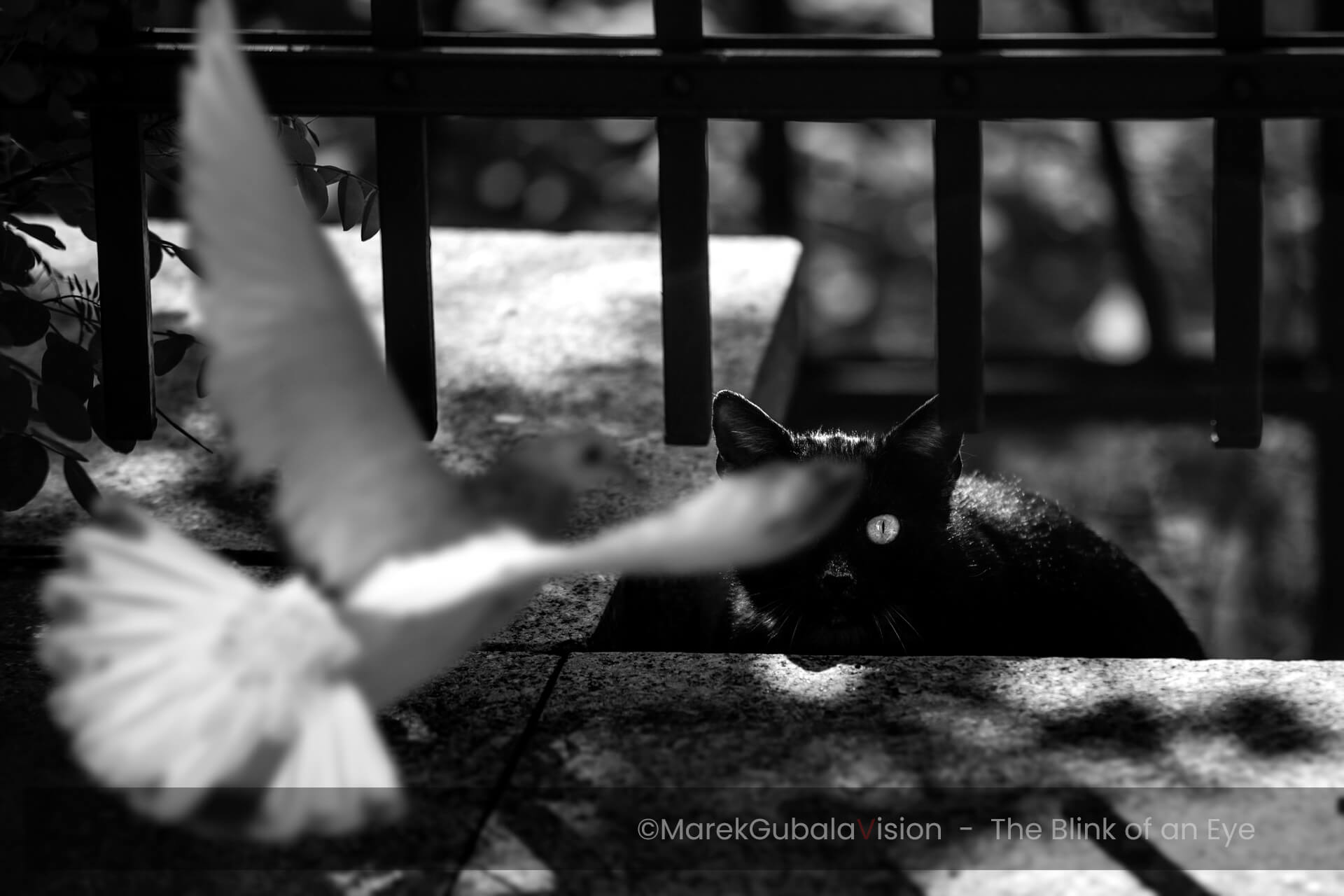 zdjęcie Marka Gubały